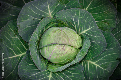 selective focus on a big cabbage in the  garden ,In the garden is a large green cabbage whose leaves are opening one by one
