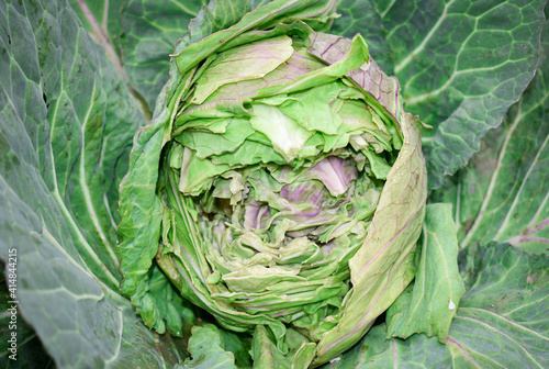 Cabbage , Selective focus , An ugly cabbage, spoiled by a whole lot of insects