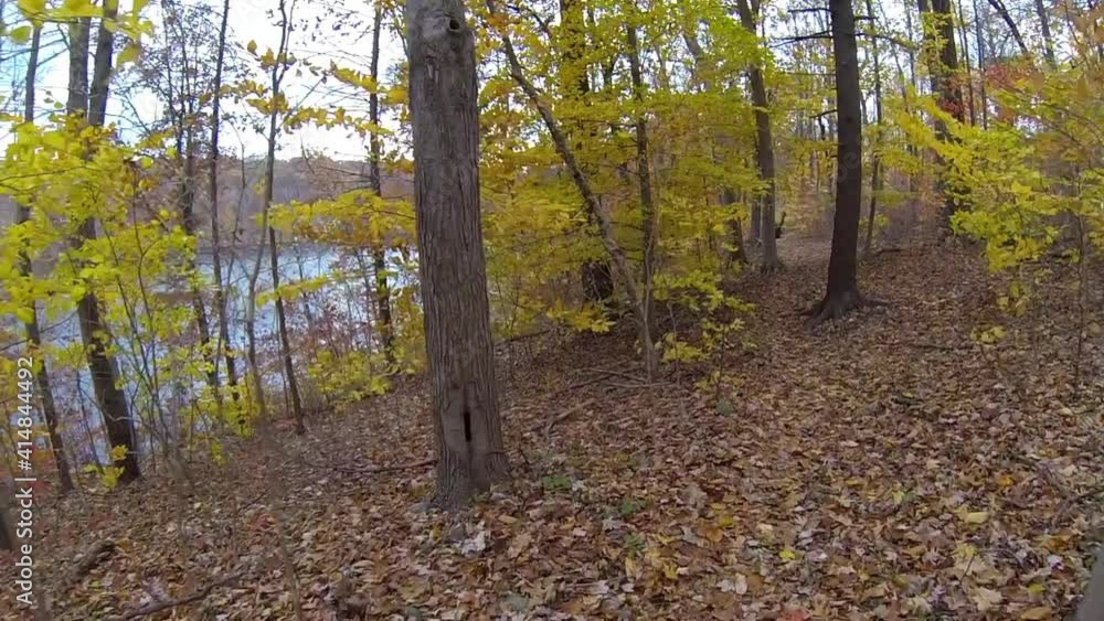 Steadicam point-of-view shot travels along trail past trees painted with trail markers, and fallen tree. Steadicam point-of-view shot travels along trail past trees painted with trail markers, and fallen tree.