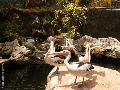 Pelicans are waiting to be fed
