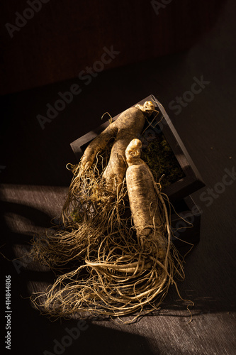 Northeast ginseng on dark background