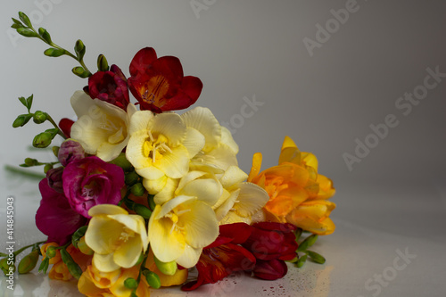 spring bouquet of fresh freesia flowers