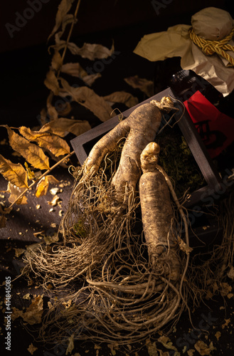 Northeast ginseng on dark background