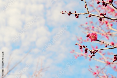 青空と紅梅の花の枝