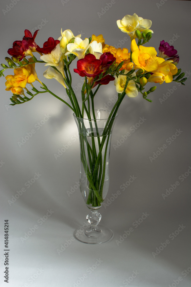 spring bouquet of fresh freesia flowers in a vase
