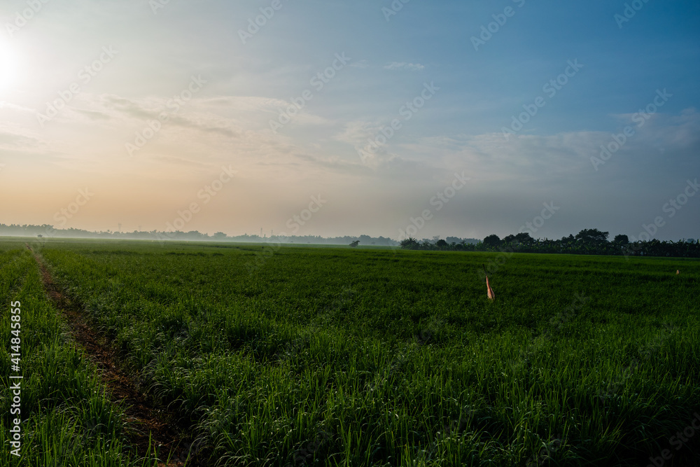 field and blue sky