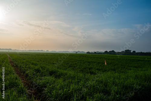 Obraz na płótnie field and blue sky w salonie