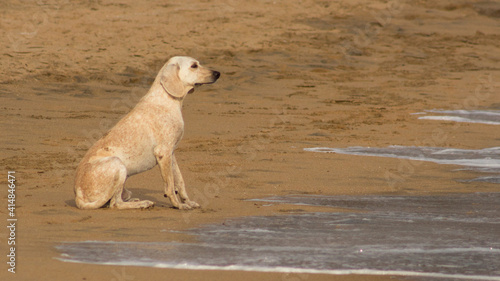 Dog on the beach watching the waves