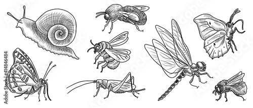 vector drawing set of insects