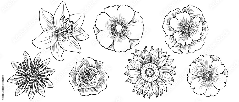vector drawing set of flowers