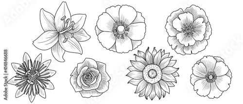 vector drawing set of flowers