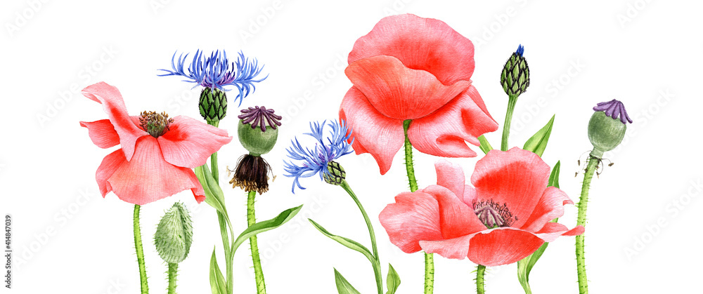 watercolor drawing red poppy flowers - obrazy, fototapety, plakaty 