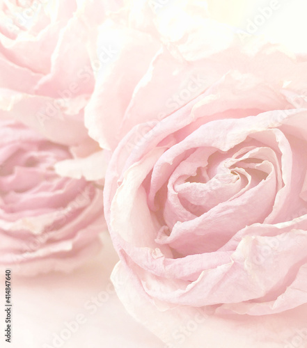 Delicate background with pale pink roses close-up