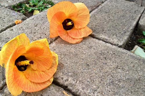 orange flower