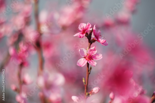 A branch with a peach blossom. In the spring  peach trees bloom in the garden. Spring background.