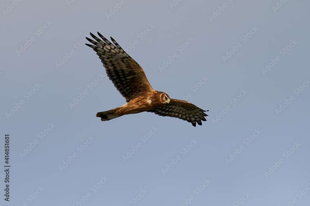 Obraz premium Hen harrier (Circus cyaneus)