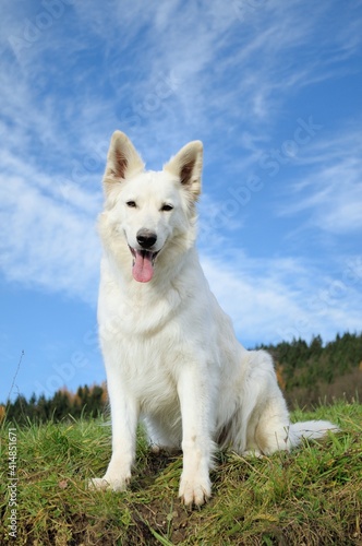 happy White Swiss Shepherd sits in the nature Weisser Schweizer Sch  ferhund. Berger Blanc Suisse