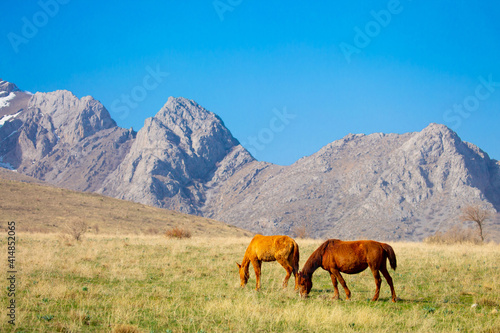 Horse and newborn foal on the background of mountains, a herd of horses graze in a meadow in summer and spring, the concept of cattle breeding, with place for text. © Vera