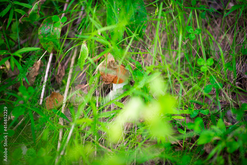 aspen mushroom hidden in the grass, selective focus aspen mushroom hidden in the grass, selective focus