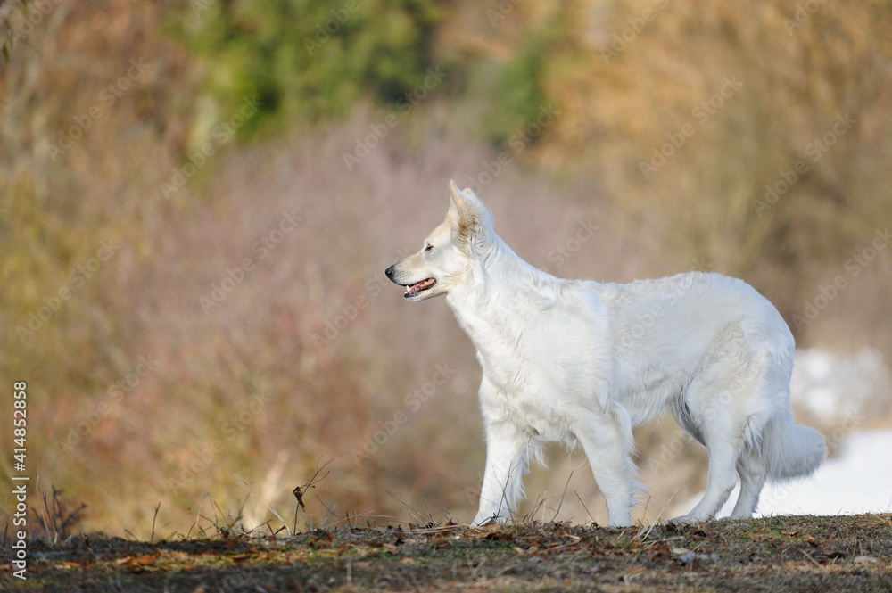 White Swiss Shepherd dog stands in the meadow in autumn Weisser Schweizer Schäferhund White Swiss Shepherd dog stands in the meadow in autumn Weisser Schweizer Schäferhund