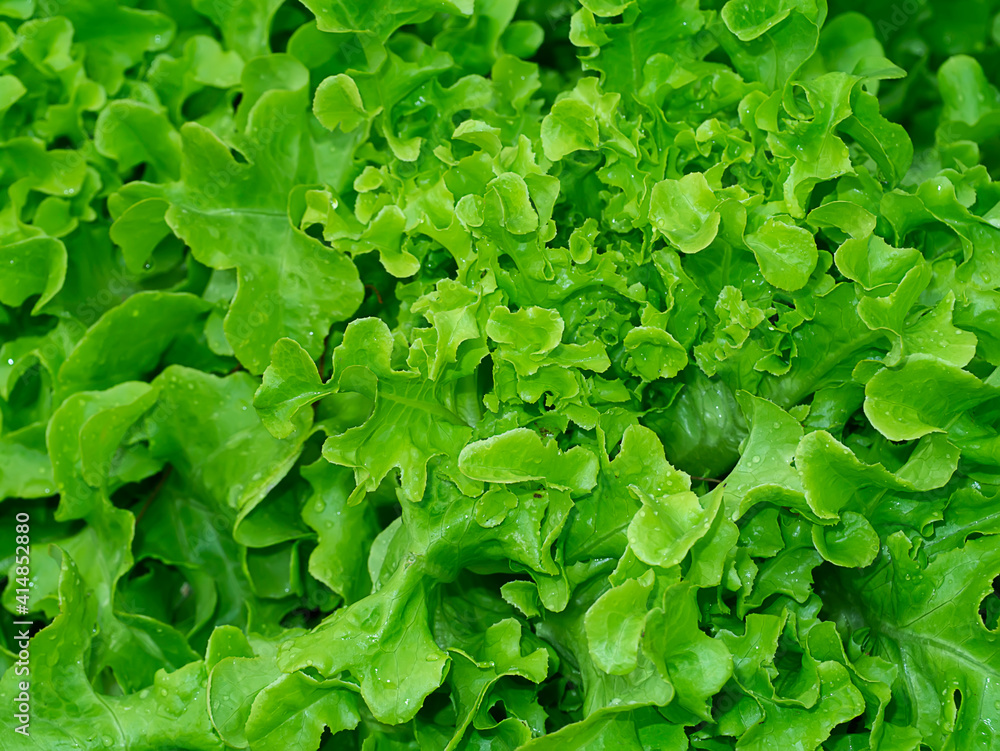 Close up green aok plant. The vegetable for vegan. Close up green aok plant. The vegetable for vegan.