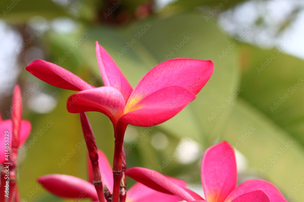 Pink plumeria flower  frangipani tropical flower on tree.

