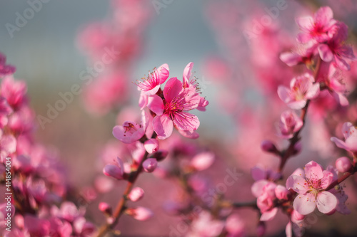 A branch with a peach blossom. In the spring, peach trees bloom in the garden. Spring background.