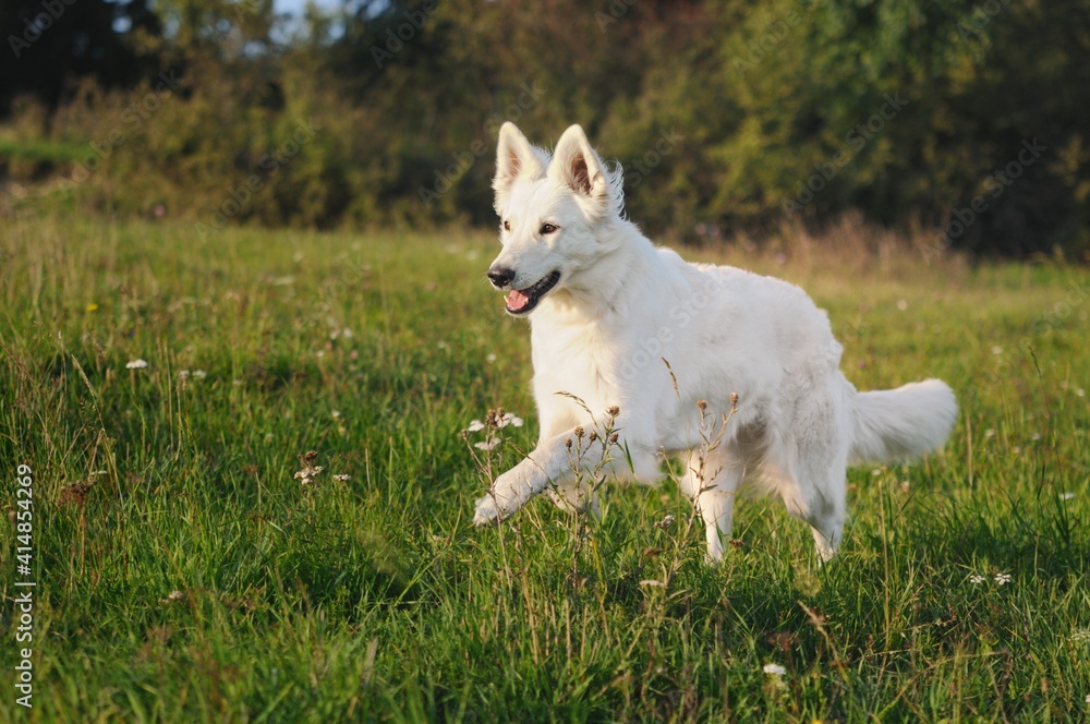 White Swiss Sherherd - Berger Blanc Suisse runs in the field or meadow White Swiss Sherherd - Berger Blanc Suisse runs in the field or meadow