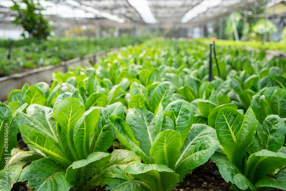 Organic green vegetable planting farm Organic green vegetable planting farm