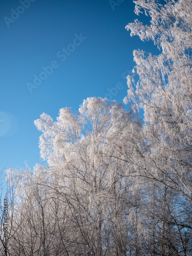 snow covered trees