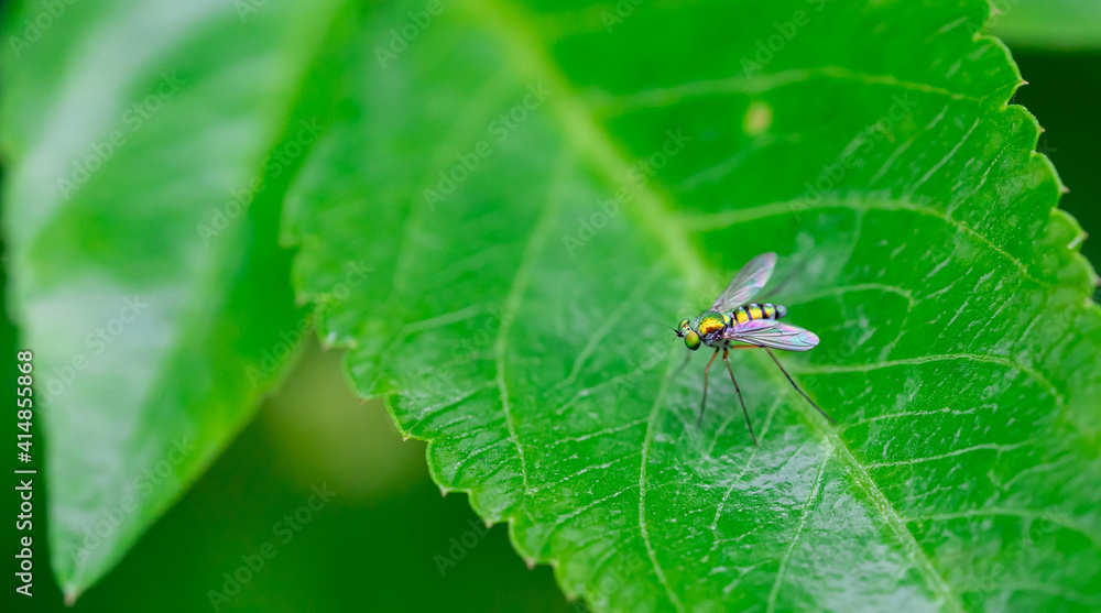 Sciapodinae insect, Green Long-Legged Fly with metallic green body color, perched on the green leaves Sciapodinae insect, Green Long-Legged Fly with metallic green body color, perched on the green leaves