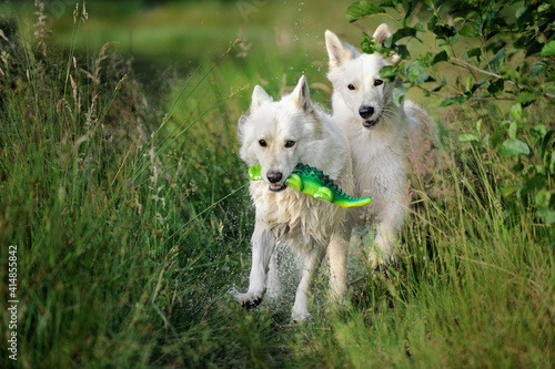 funny two White Swiss Shepherd dog- Berger Blanc Suisse runs with crocodile in the meadow