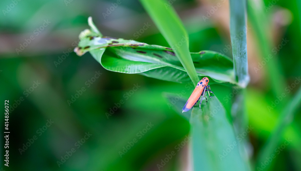black dot orange plant bug. A red bug perched on a white flower in nature against a blurred background. black dot orange plant bug. A red bug perched on a white flower in nature against a blurred background.