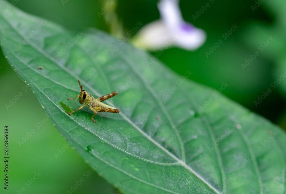 Young tiny grasshopper hiding in the green foliage. closeup macro