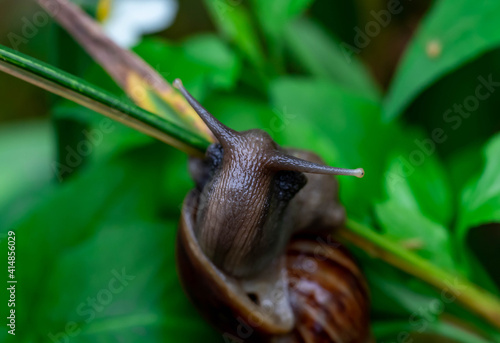 Macro of snail on grass green blade, low point of view over green garden background