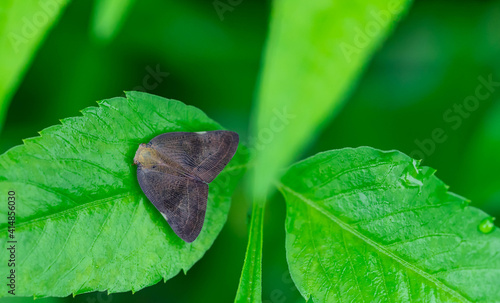 The Silver Y (Autographa gamma) is a migratory moth of the family Noctuidae. Caterpillars of this owlet moths are pests more than 200 different species of plants including crops. moth on a corn leaf. photo