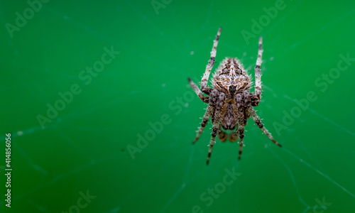 Closeup on a cross spider, also called european garden spider, diadem spider or pumpkin spider