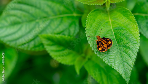 small orange butterfly perched on the weeds. Macro shot of a moth with orange and black color photo