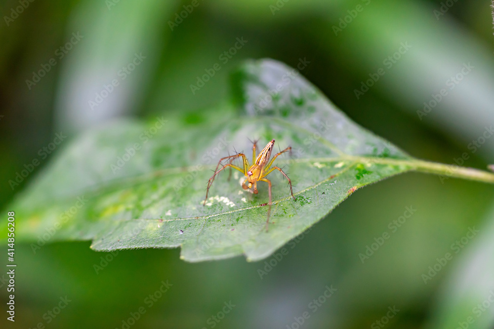 Oxyopes salticus , Orange spiders on a leaf macro. Oxyopes salticus , Orange spiders on a leaf macro.