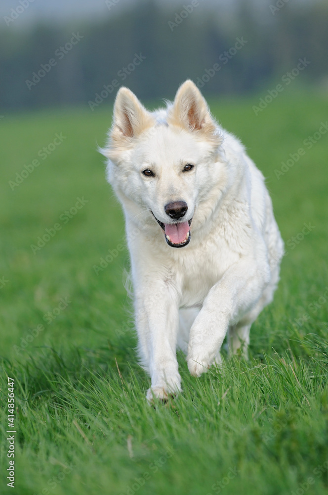 funny White Swiss Shepherd dog- Berger Blanc Suisse runs in the meadow
