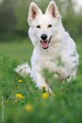 White Swiss Shepherd dog runs in the flower meadow Weisser Schweizer Schäferhund