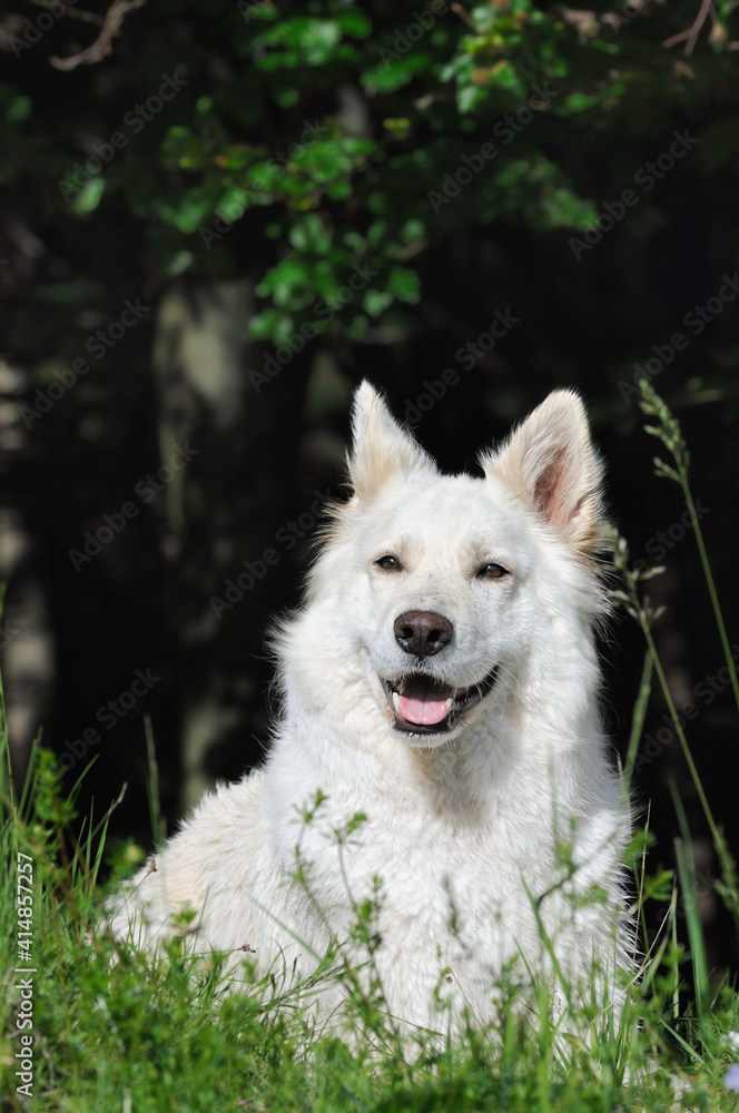 White Swiss Shepherd dog portrait in forest Weisser Schweizer Schäferhund