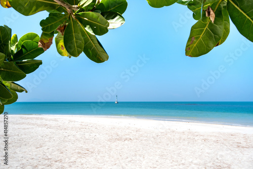Fototapeta Naklejka Na Ścianę i Meble -  Beautiful nature landscape beach and sea in summer, tree with large green leaves of the Terminalia catappa at Koh Tarutao, Tarutao National Park, Satun, Thailand 2021