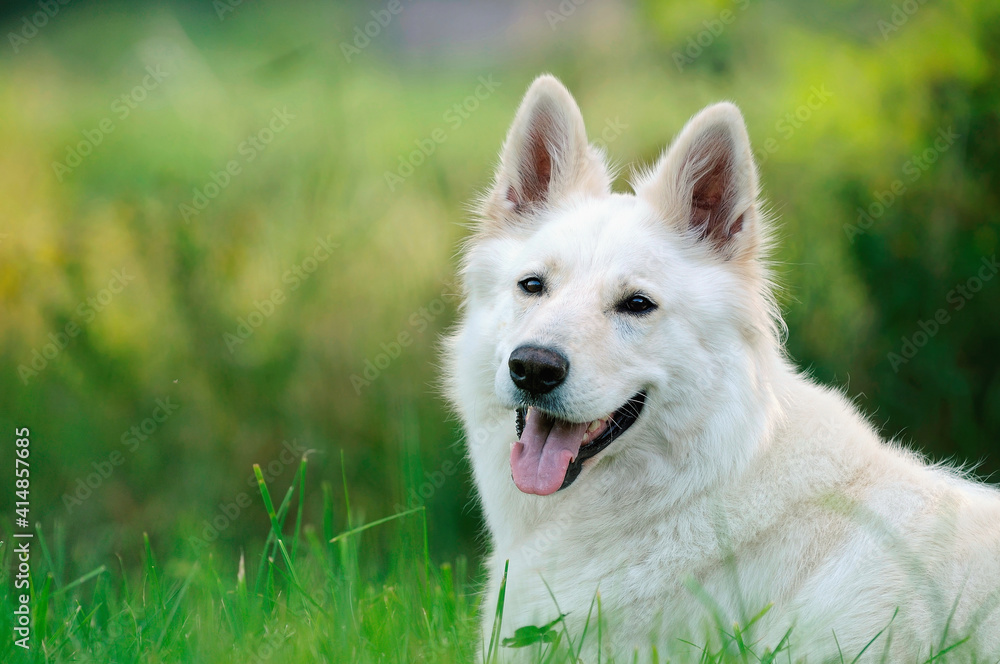 White Swiss Shepherd dog portrait Weisser Schweizer Schäferhund