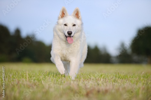 funny White Swiss Shepherd dog- Berger Blanc Suisse runs in the meadow in evening