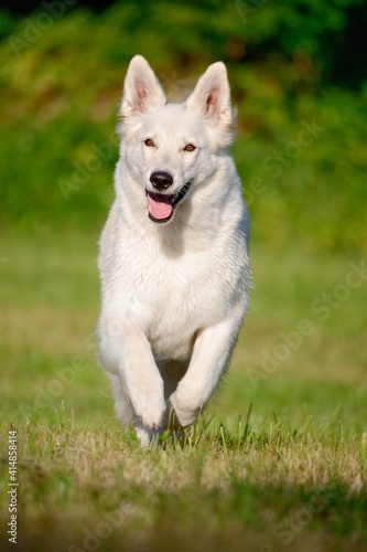 funny White Swiss Shepherd dog- Berger Blanc Suisse runs in the meadow © AnetaPics