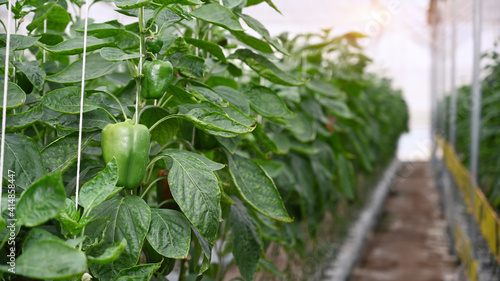 Fotografie Green bell pepper or sweet pepper growth in modern greenhouse.