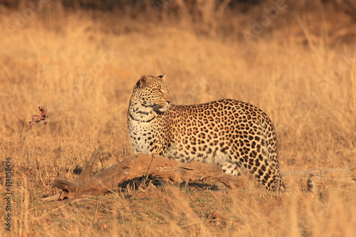 Leopard male in orange dry grass. African leopard (Panthera pardus) on the dry savannah. Large male in yellow dry grass.