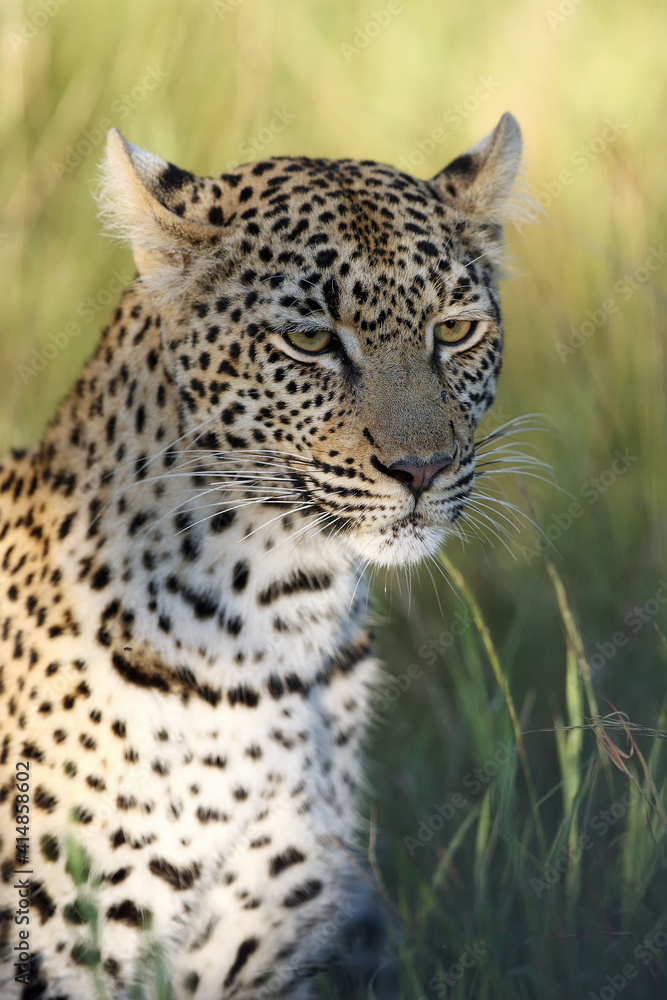 African Leopard (Panthera pardus) female portrait on green background. African Leopard (Panthera pardus) female portrait on green background.