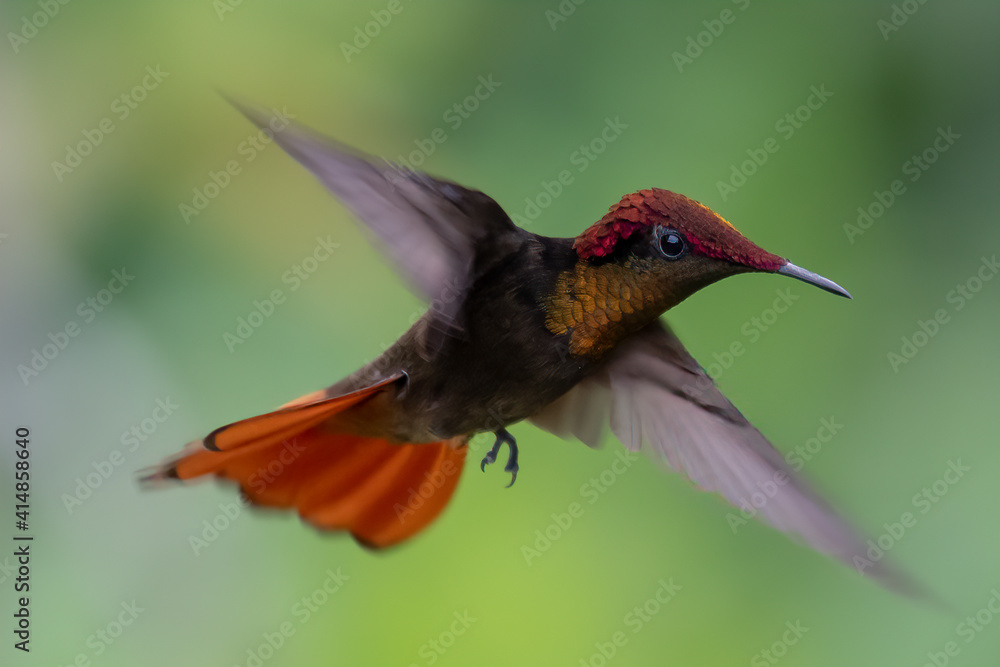 Fototapeta premium Ruby-topaz hummingbird (Chrysolampis mosquitus) bird in flight. Hummingbird flying with blurred green background. . Wildlife scene from nature. Birdwatching in Trinidad and Tobago.